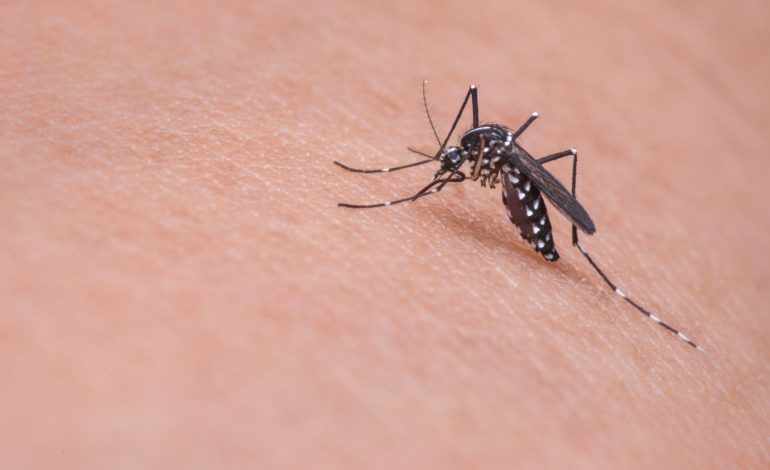 Quando la lotta alla zanzara si fa con tecniche completamente biologiche