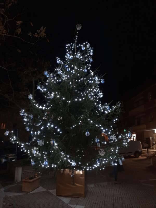 albero pietrafitta
