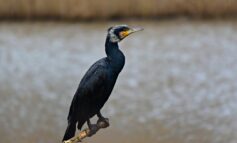 In aumento gli uccelli acquatici svernanti: è indice di qualità ambientale e biodiversità
