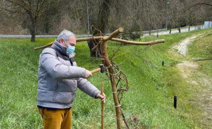 festa dell'albero