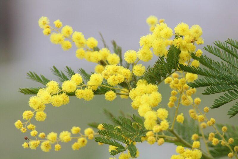 mimosa-2970960_1280