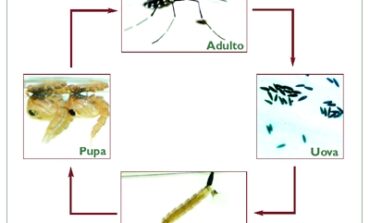 Zanzare: a Magione ordinanza per prevenire e controllare il proliferare degli insetti