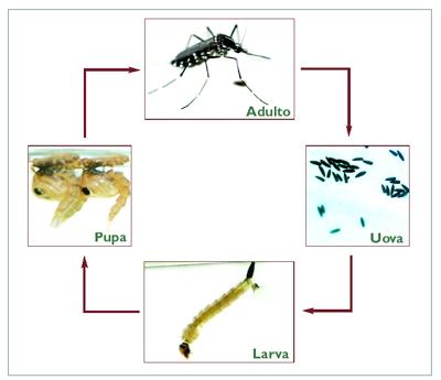 Zanzare: a Magione ordinanza per prevenire e controllare il proliferare degli insetti
