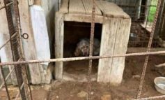 Il servizio veterinario Usl Umbria 1 a sostegno degli animali abbandonati