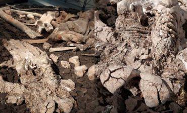 Fossili in stato di abbandono al Museo di Pietrafitta: chiesto un intervento immediato