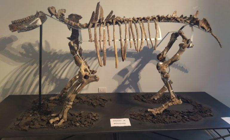 Museo Paleontologico Pietrafitta, Peltristo: “Dovrà essere finalmente fatto conoscere e soprattutto valorizzato”