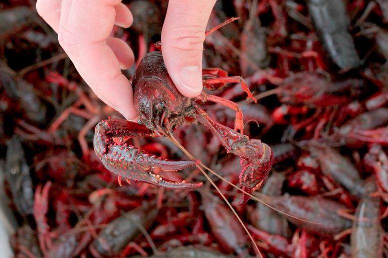 Gastronomia: a San Savino si torna a fare festa con la Sagra del gambero