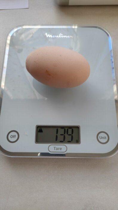 Uovo da record deposto a Magione: ecco l'ultima fatica della gallina Beccaccina