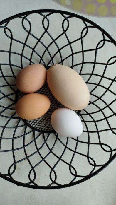 Uovo da record deposto a Magione: ecco l'ultima fatica della gallina Beccaccina