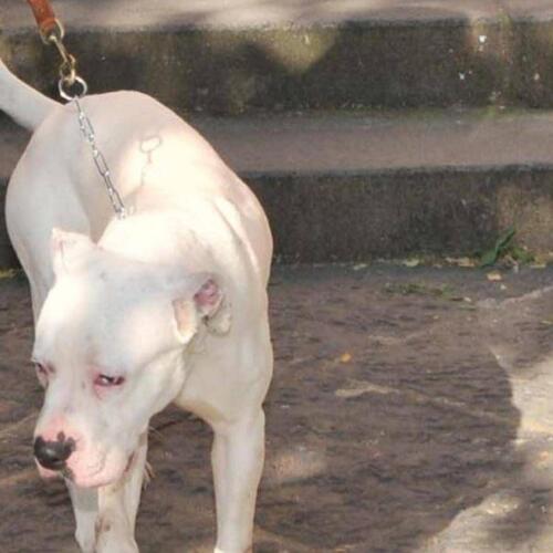 Seduta al tavolino di un bar viene azzannata in testa da un cane sfuggito alla dog sitter